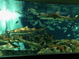OdySea Aquarium Field Trip
